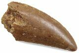Serrated Raptor Tooth - Real Dinosaur Tooth #376403-1